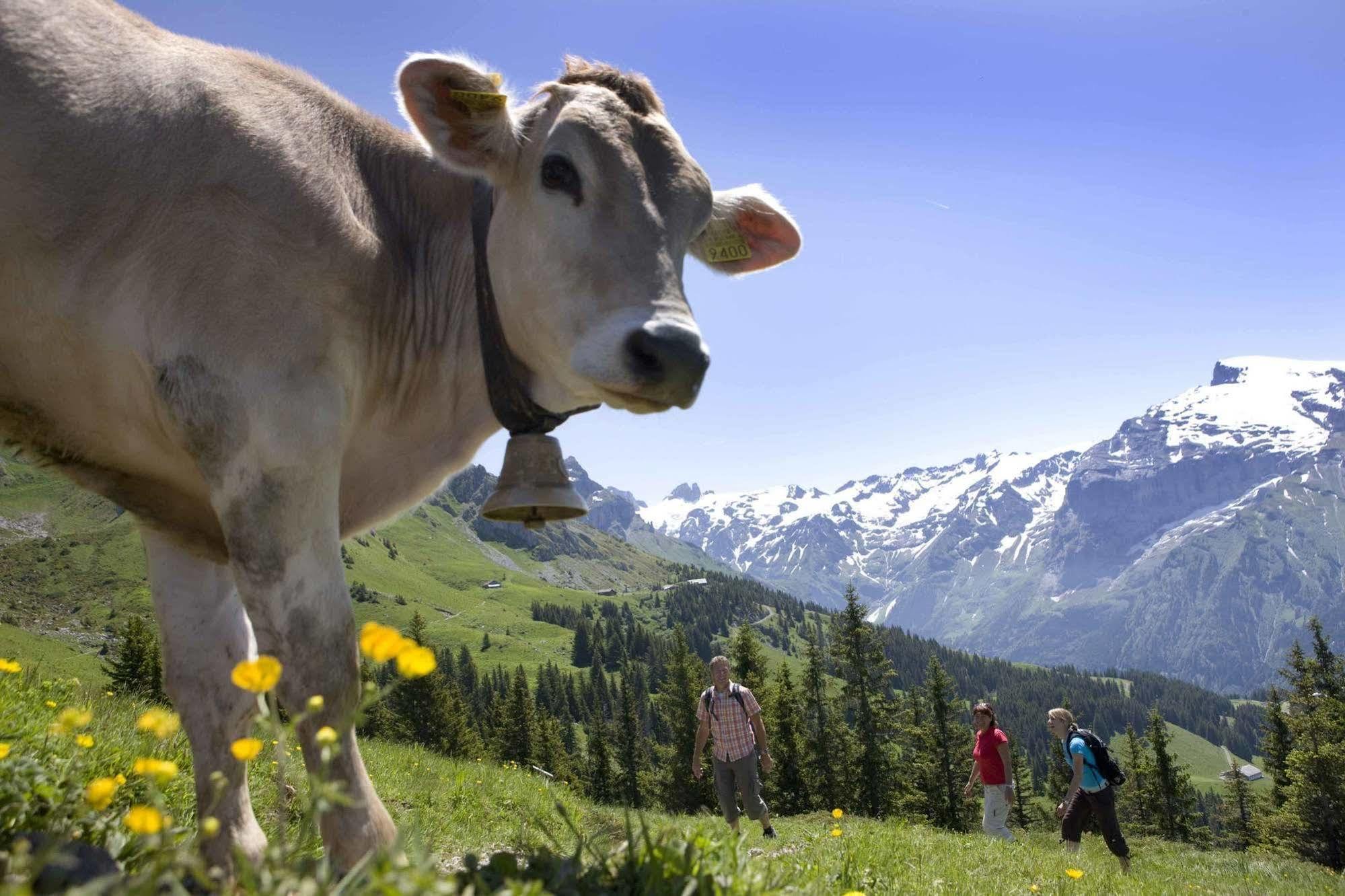 Berglodge Restaurant Ristis Engelberg Eksteriør bilde